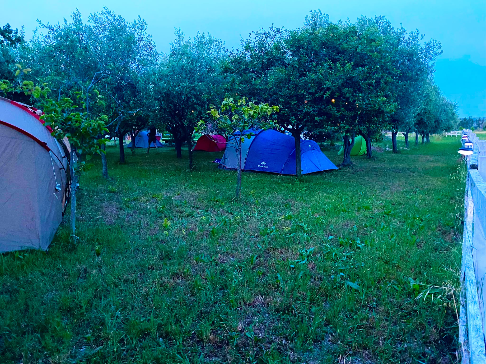 Vista panoramica dell'uliveto adibito a sosta tende